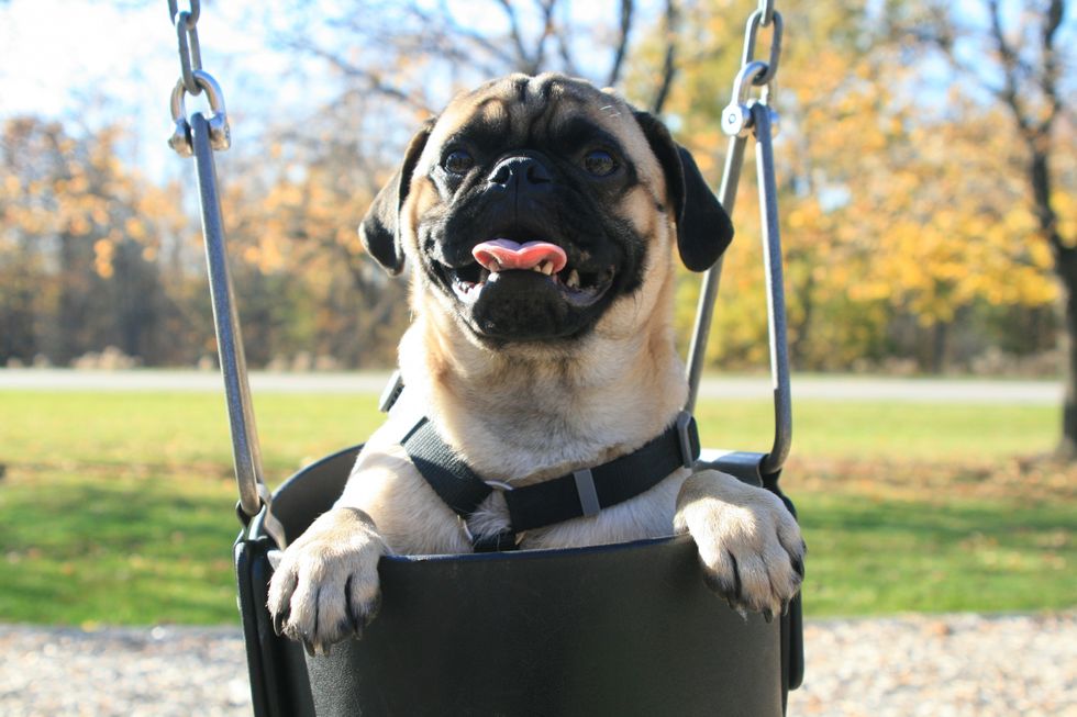 13 Reasons A Pug Should Be Your Next Dog