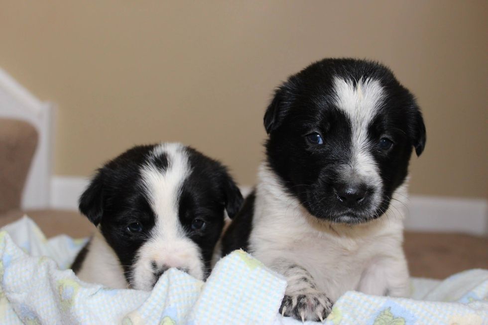 What You Need To Know Before Deciding To Foster An Animal