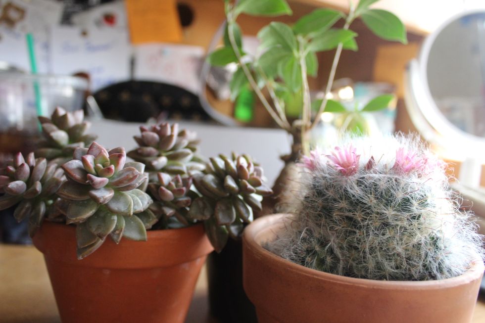 5 Succulents That Are Impossible To Kill For Your Indoor Garden