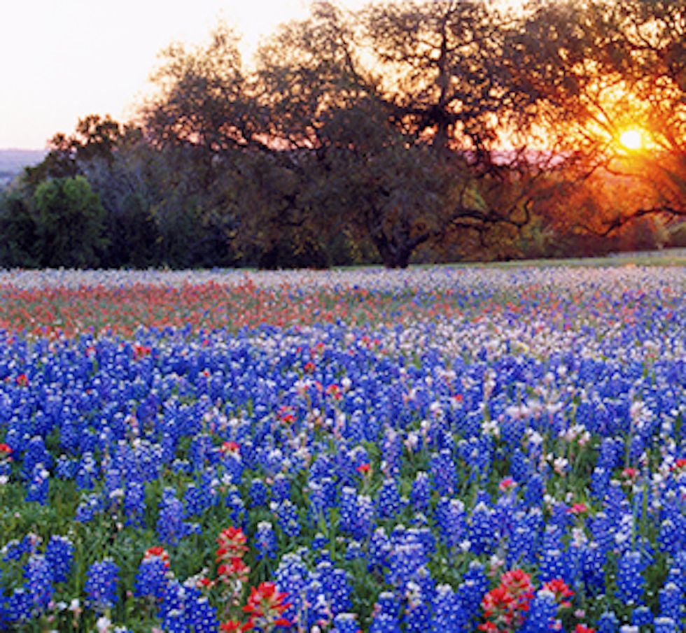 You Belong Among The Wildflowers: A Poem