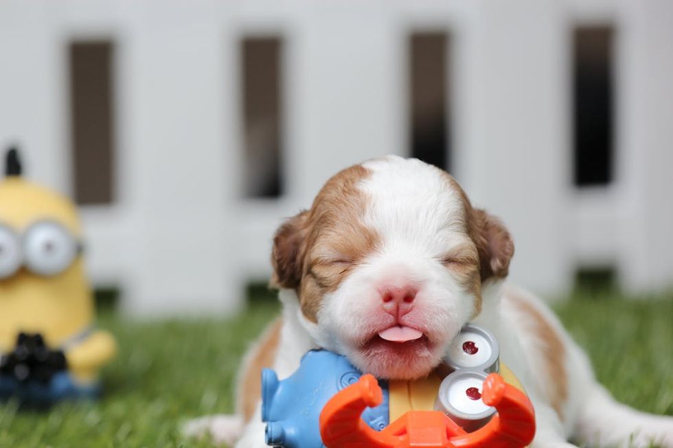 6 Reasons Why Puppies Are Better Than Babies