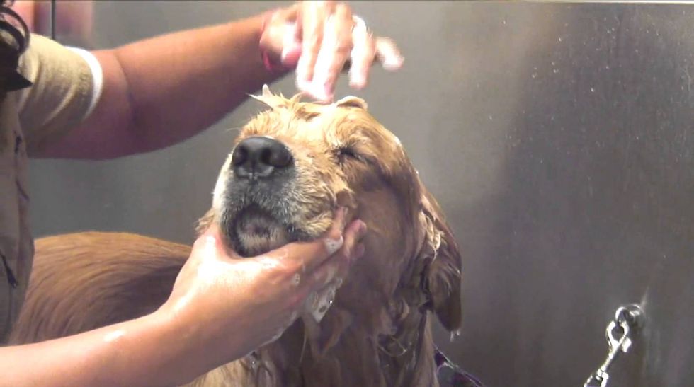 22 Things Every Dog Owner Knows To Be True When It's Bath Time