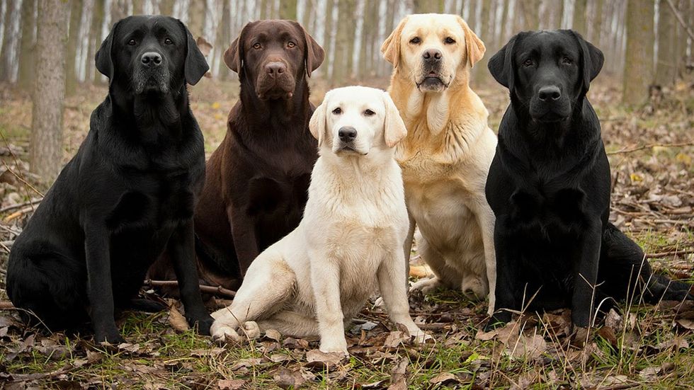 5 Best Dog Breeds For Families