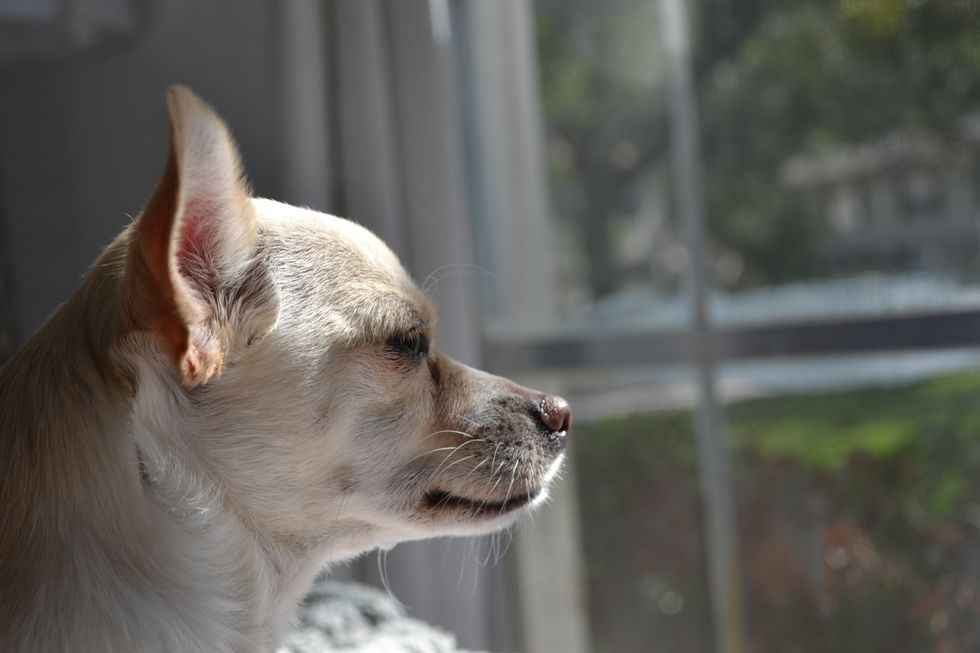 18 Realities Only Chihuahua Owners Understand
