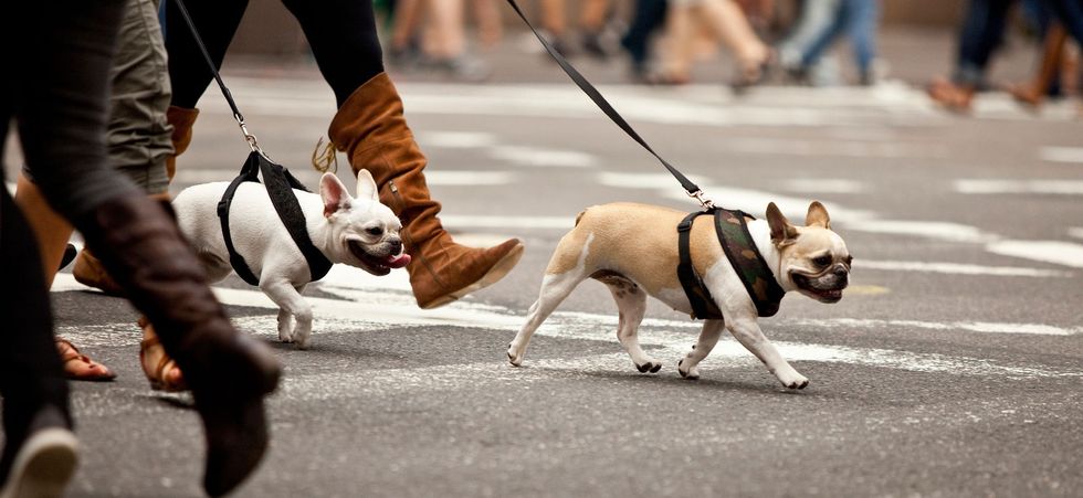 To The People Who Walk Their Dogs On Campus