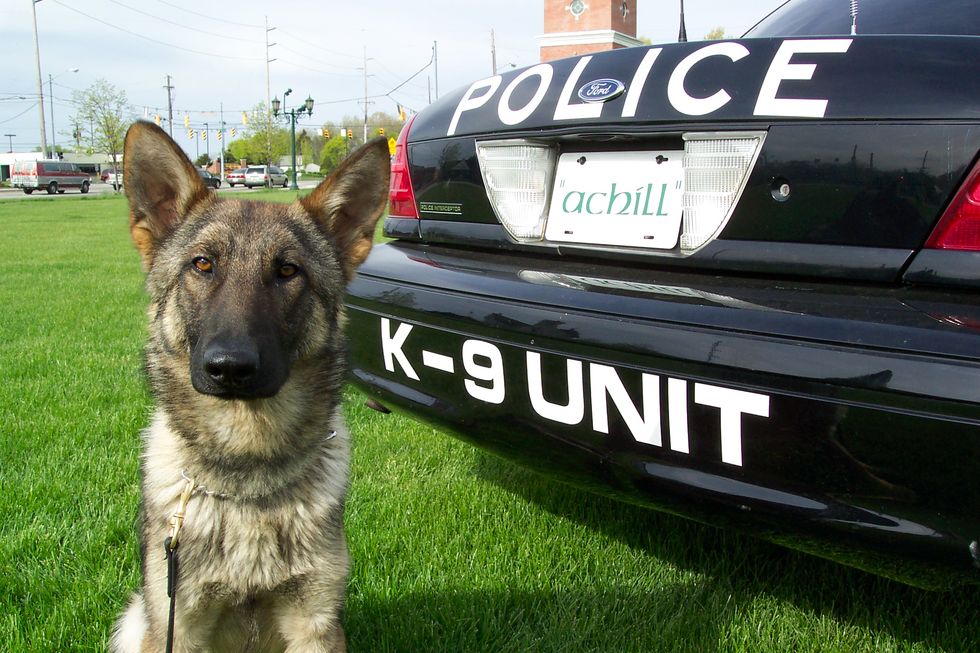 The UMPD Welcomes Their New Bomb-Sniffing Dog Named Gator
