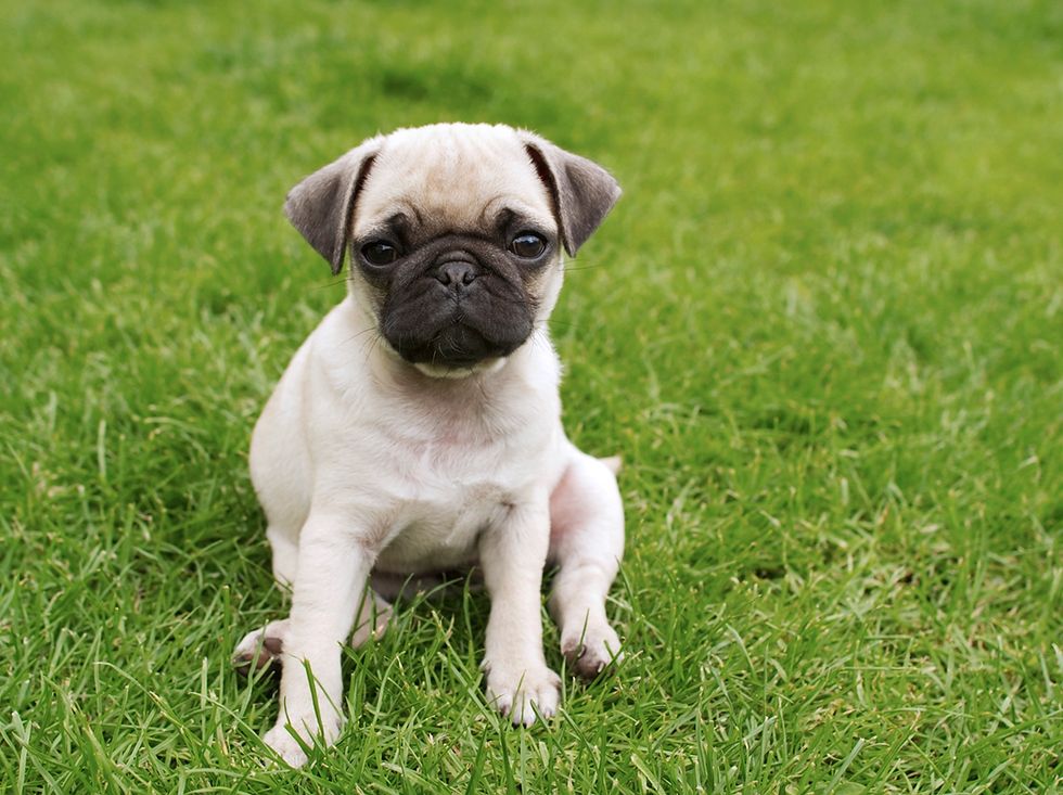 The Most Important Tips For Pet Owners This Summer