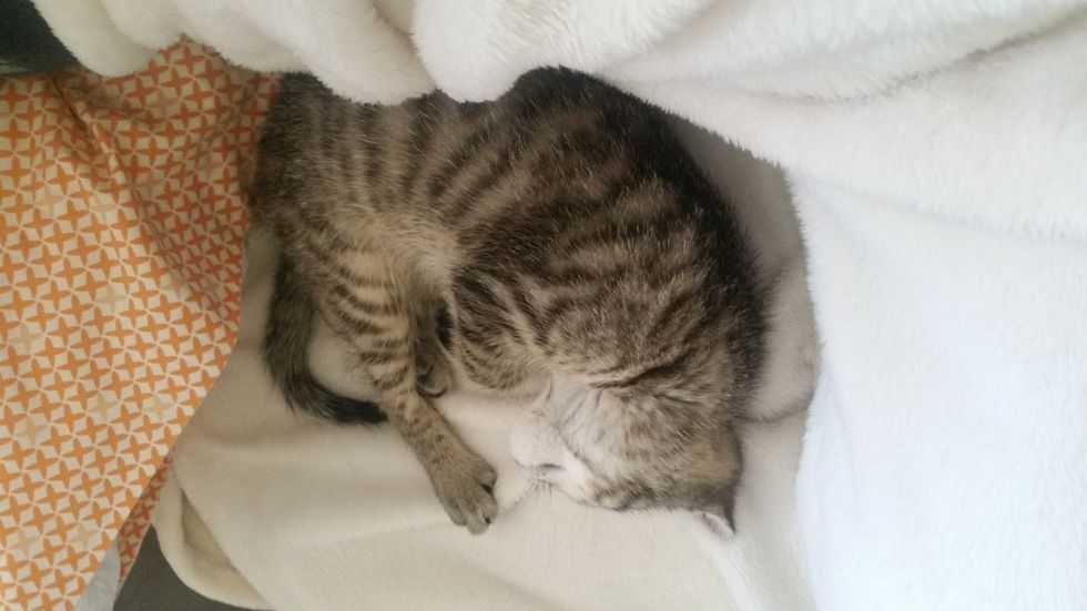 What To Expect When You Bring Home A Kitten