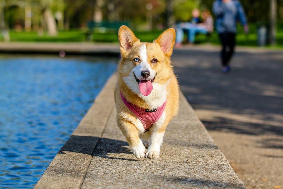 8 Reasons Why Getting A Dog In College Isn't The Worst Idea