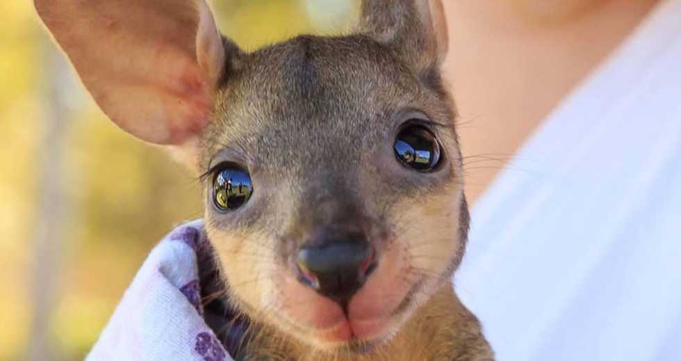 10 Baby Zoo Animals That Will Make Your Day