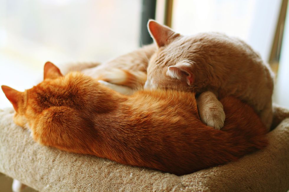 27 Things You Know When You're A Certified Snugglebun