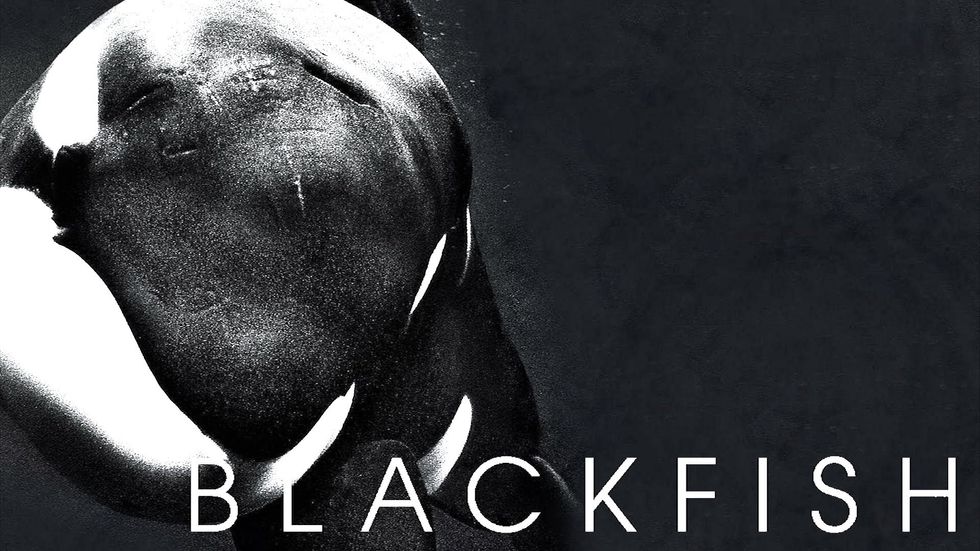 The Truth Behind The Film "Blackfish"