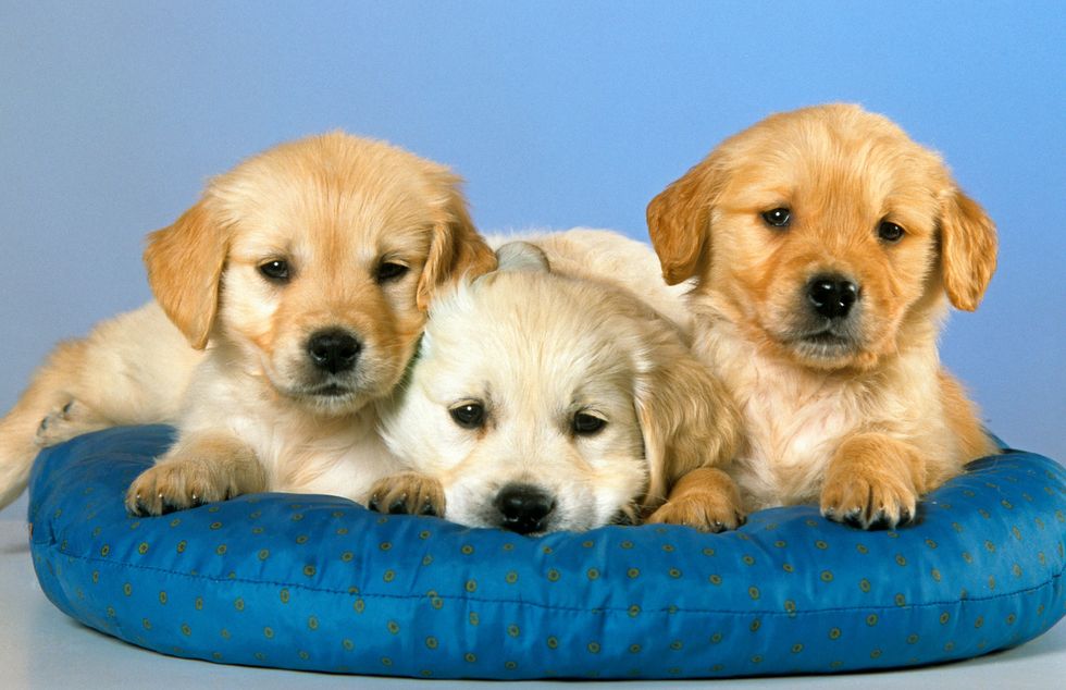 Five Of The Most Common Dog Breeds In The United States
