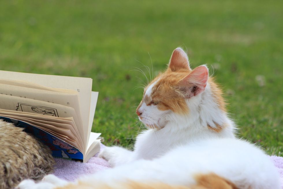 5 Unspoken Rules Of Being A Cat Person