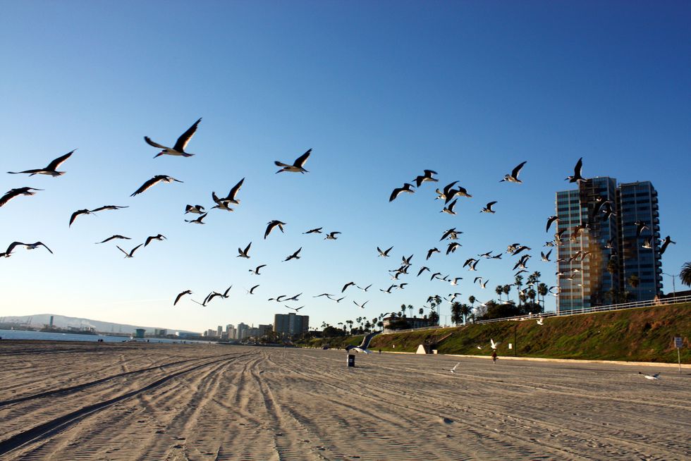 11 Things To Do In Long Beach, California