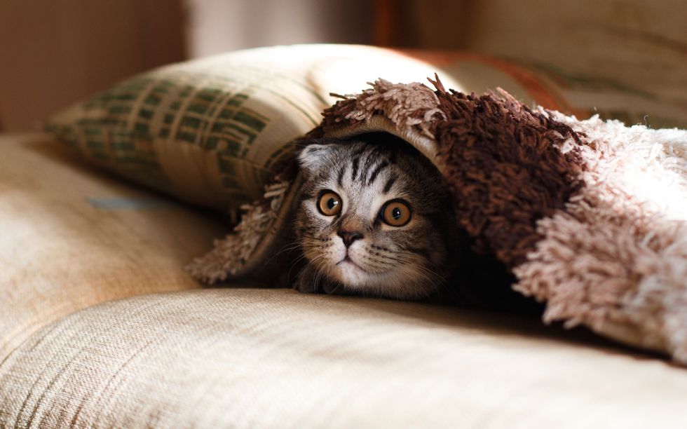 10 Cat Gifs To Brighten Your Day