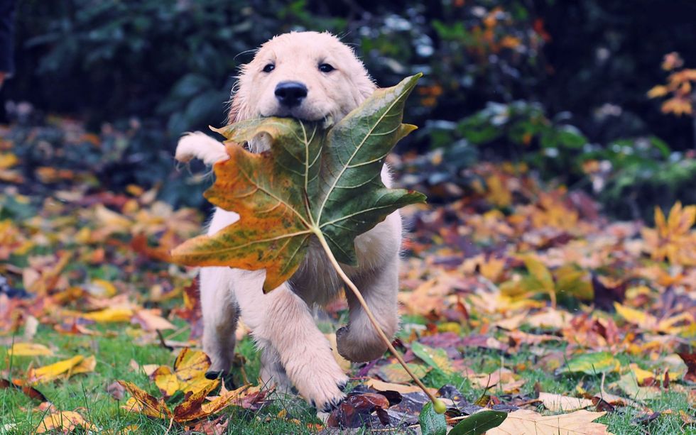 15 Things We Love About Fall