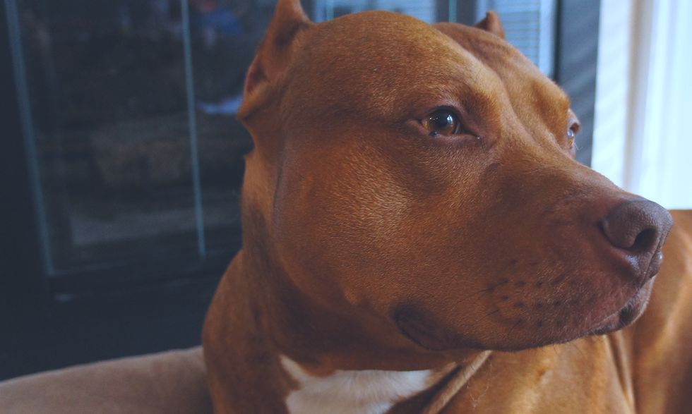 Pitbulls Get A Bad Rep Because Some People Suck