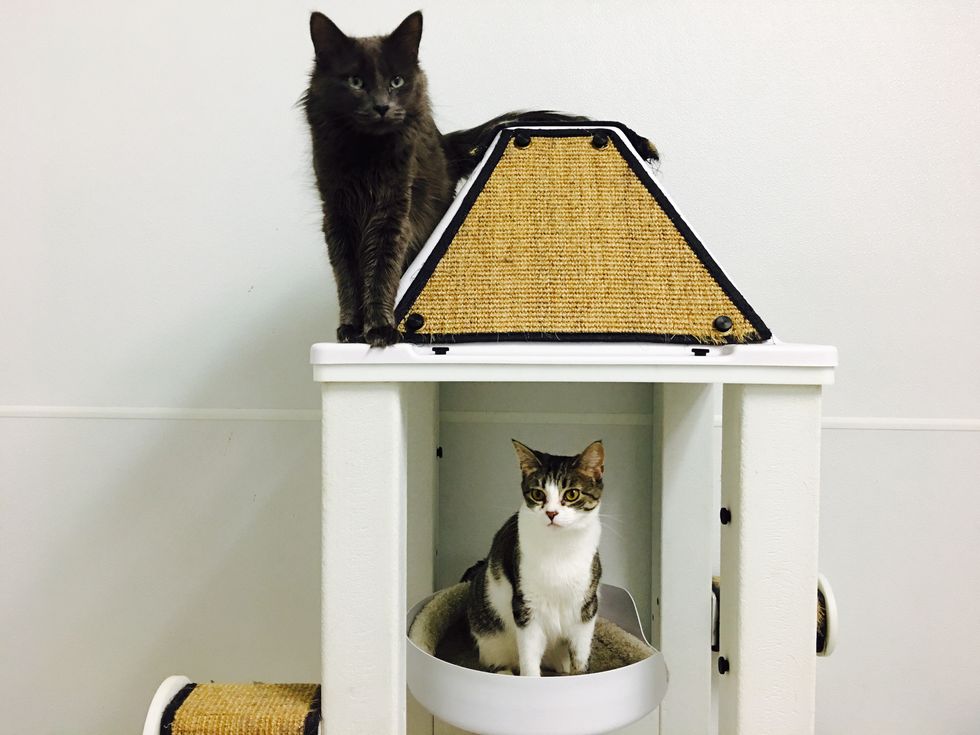 Life As A Shelter Cat