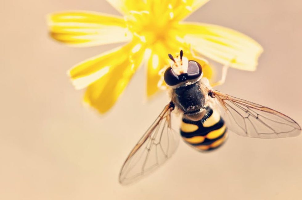 3 Ways You Can Help Save The Bees