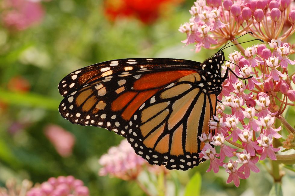 Thoughts On The Monarch Migration
