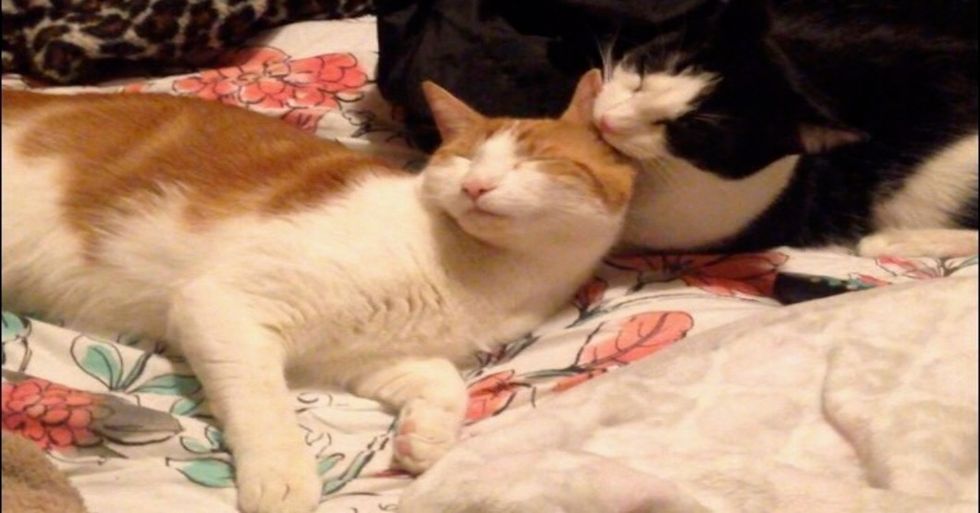 A Letter To My Cats On Their 2nd Birthday