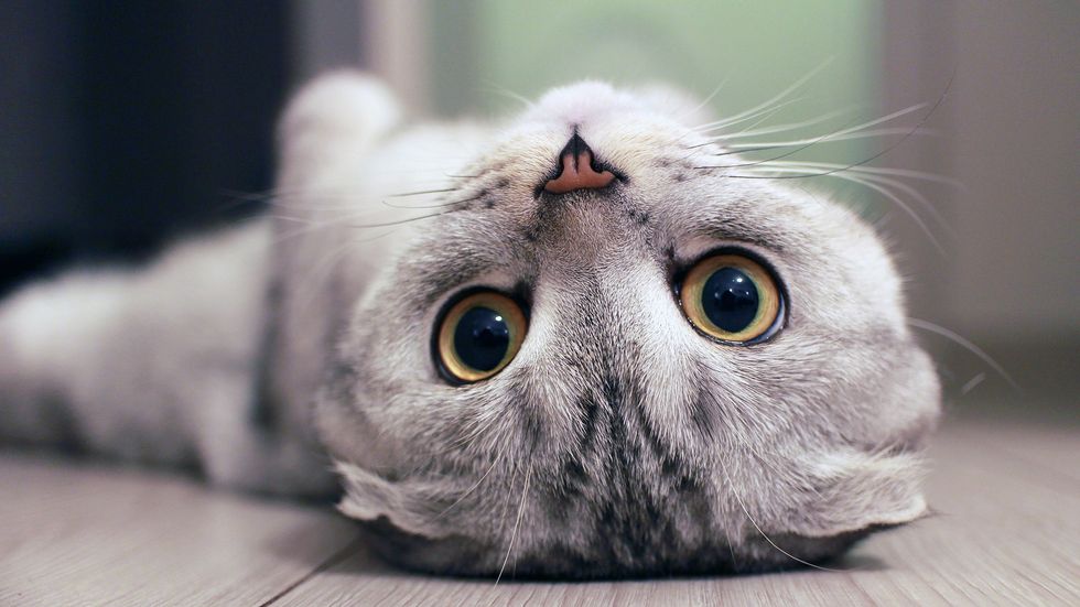 5 Things That Prove Cats Are The Weirdest Animals
