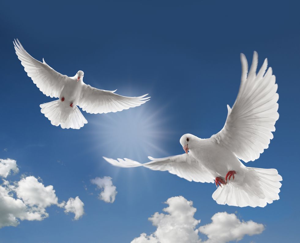 Doves Don't Deserve To Be A Symbol Of Peace