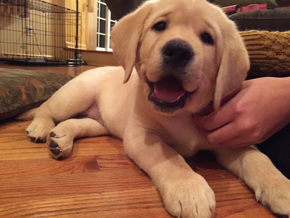 7 Reasons Yellow Labs Are The Best Dogs