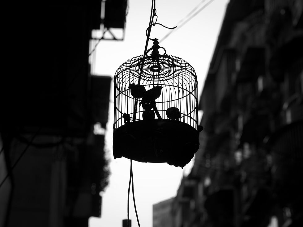 Does the Caged Bird Sing?