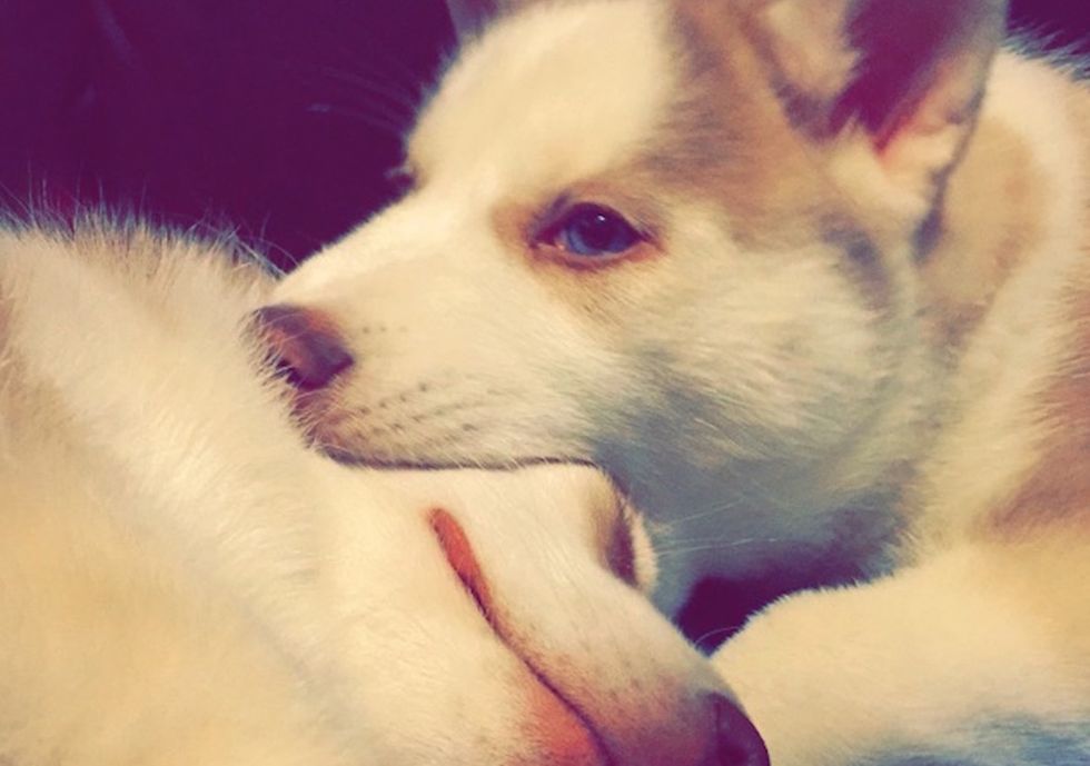 12 Things Only A Husky Owner Could EVER Understand
