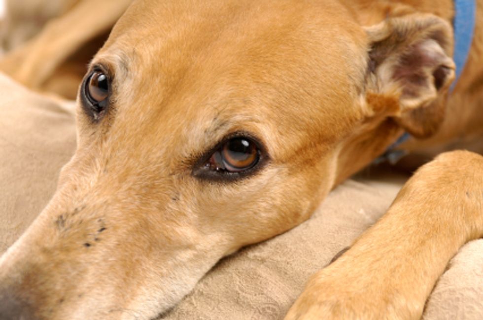 Why Are Greyhound Races Horrible