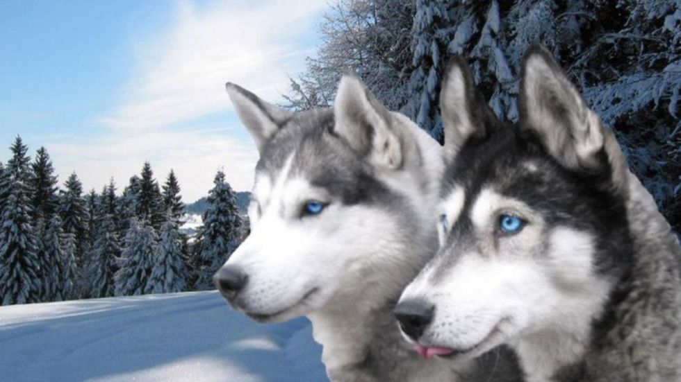 10 Interesting Facts About The Husky Breed