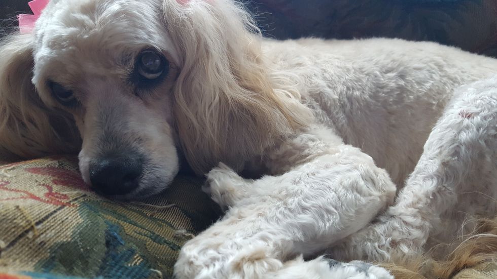 11 Reasons Why My Dog Is The Best