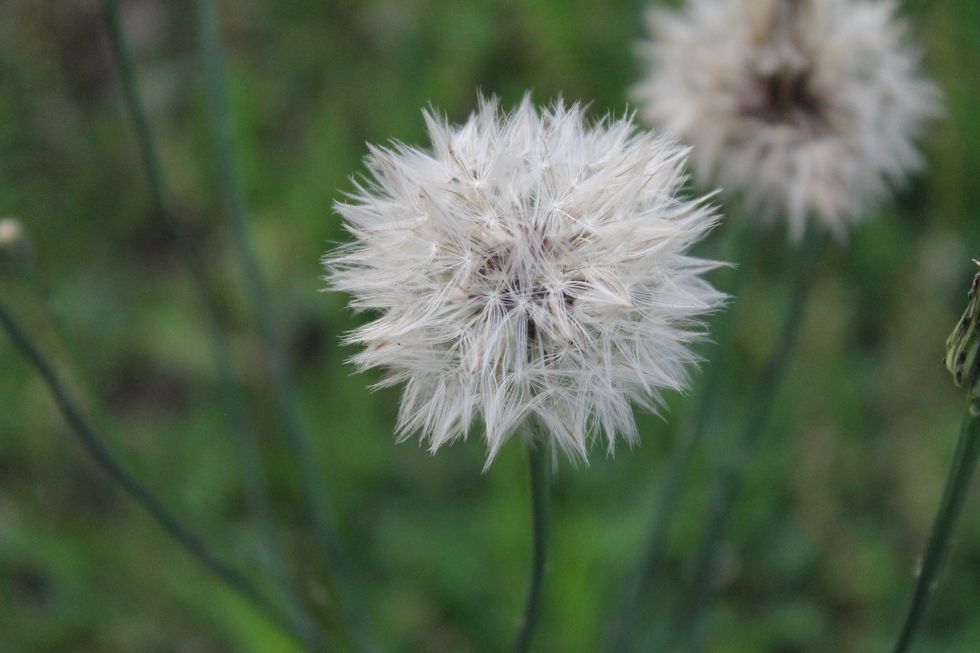 4 Reasons To Start Gardening