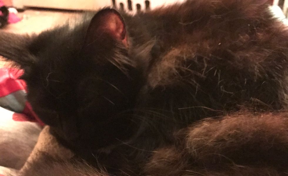 Cats Are So Much More Than Pets