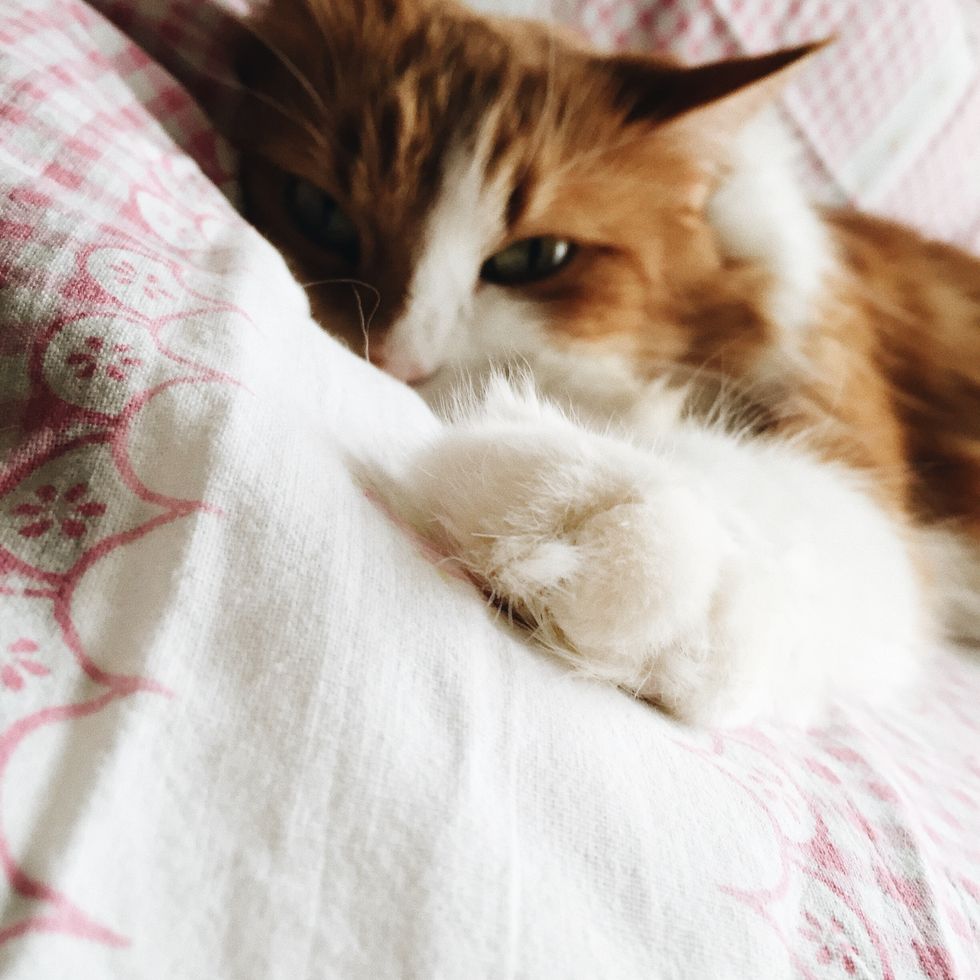 15 Signs That You Are Obsessed With Cats