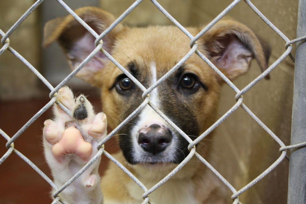 Adopt Don't Shop: Why Choose To Rescue?