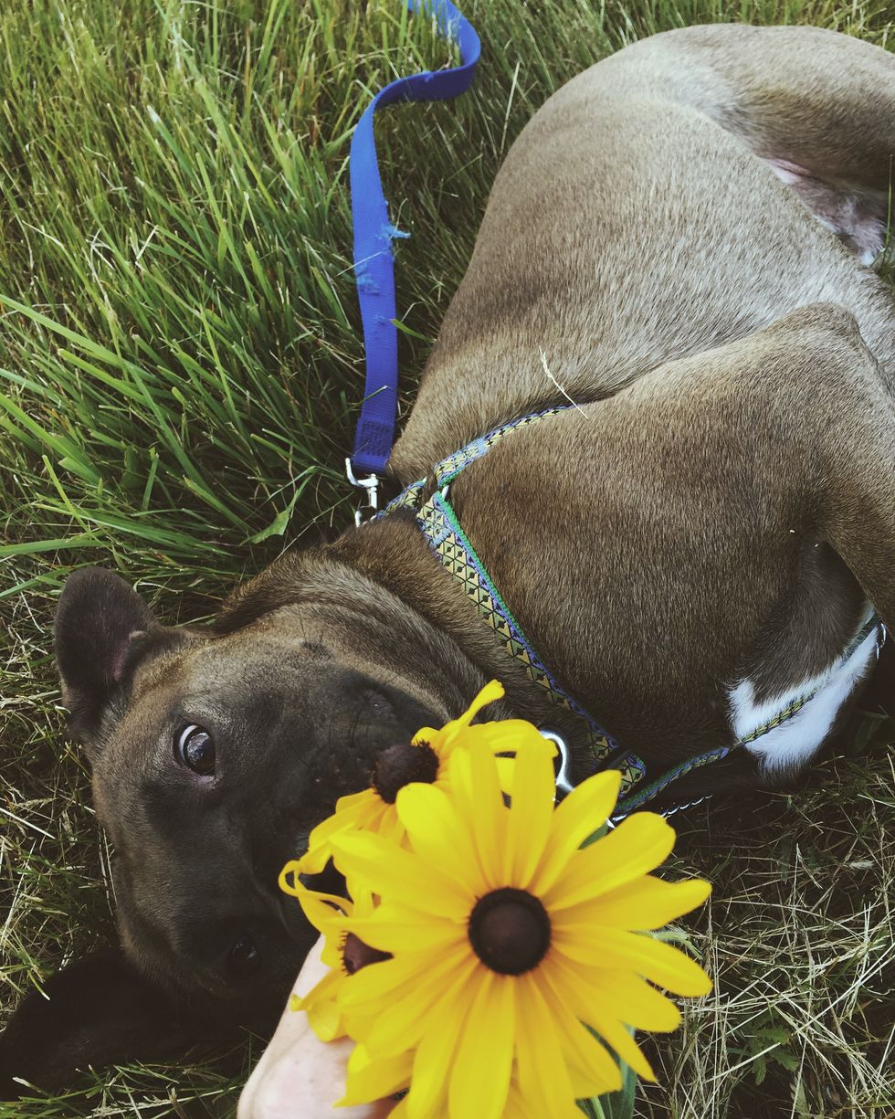 An Open Letter To The People Who Gave Up My Rescue Dog