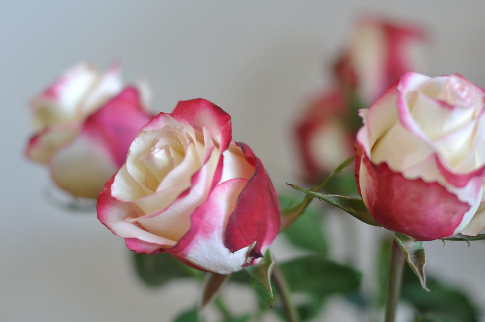 The Essentials of Spring Cleaning