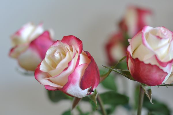 The Essentials of Spring Cleaning