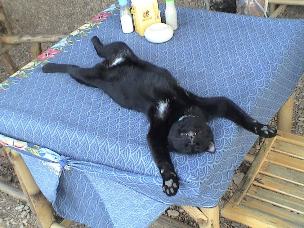 5 Things Every Sleepy Person Can Relate To: As Told By Cats