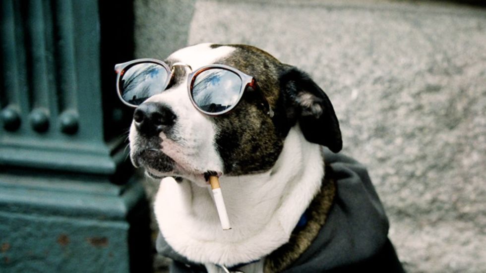 Cool Dogs Just Got Cooler