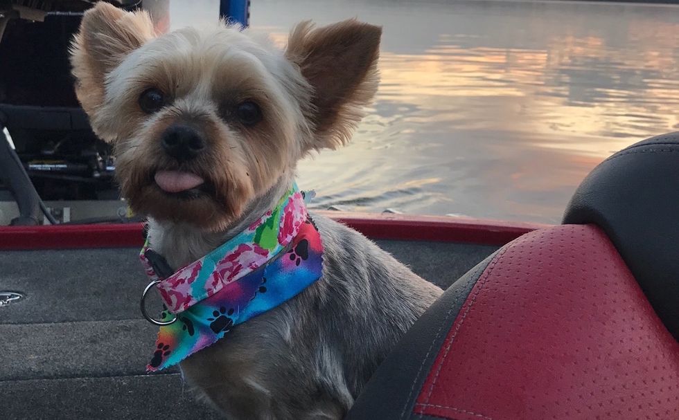 To A 'Man's Best Friend' That Was Gone Too Soon