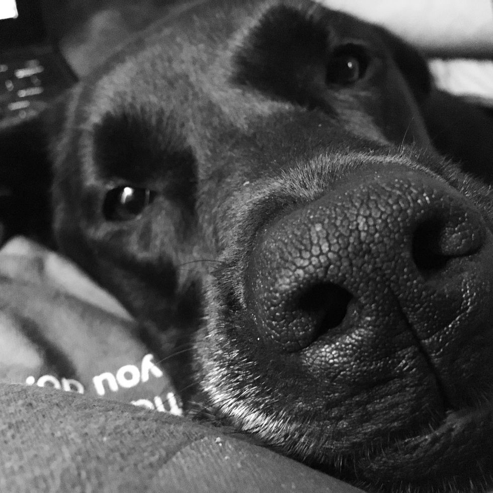 A Note To People Who Think Dogs Can't Be Babies