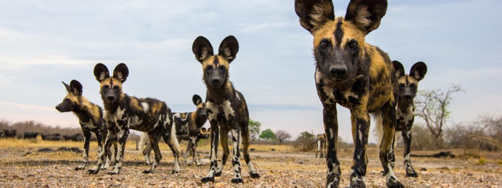 Species Spotlight: The African Wild Dog