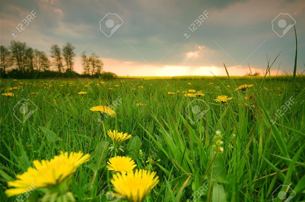 Dandelions and Grandma