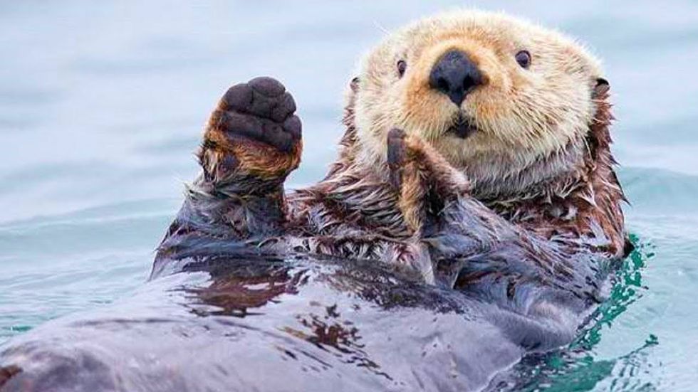 12 Otter GIFs To Brighten Your Day