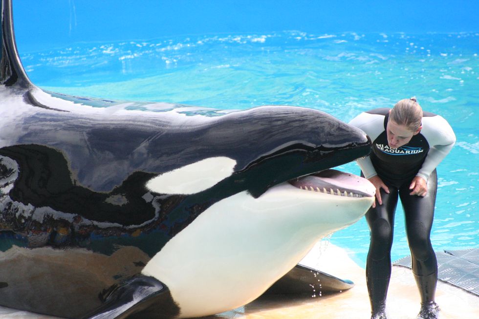 Why Everyone Should Care About Orcas Being Kept In Captivity