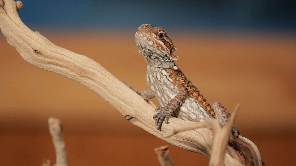 5 Reasons Why Bearded Dragons Are Awesome AF